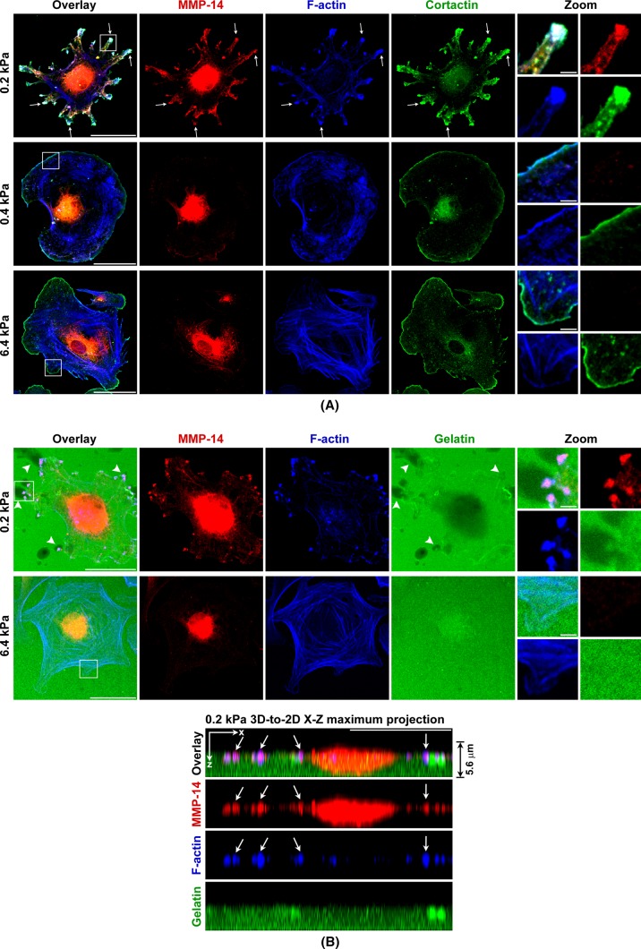 FIGURE 5: