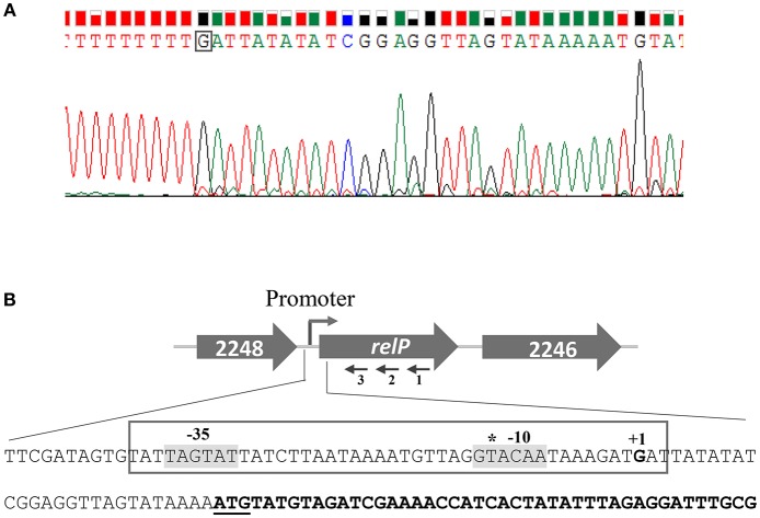 Figure 5