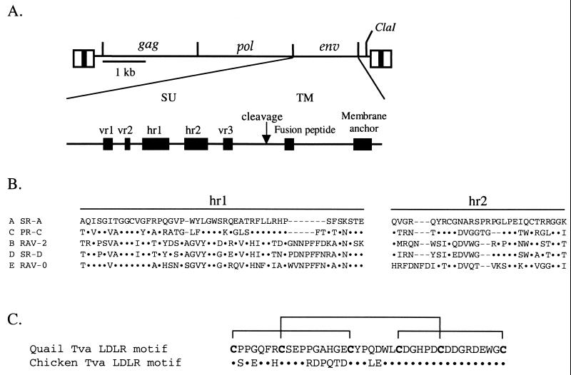 FIG. 1