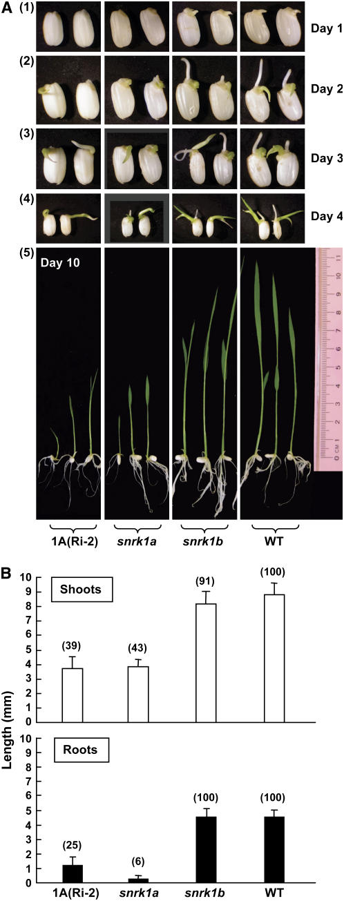 Figure 11.