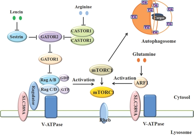 FIGURE 3