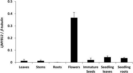 Figure 2. Expression profile of endogenous LjMYB12 in Gifu B-129. Leaves, stems, roots, and flowers were collected from 14-week-old plants grown at 26°C under a 16/8-h light/dark regime in a growth chamber. Immature seeds were collected from 18-week-old plants. Seedling leaves and roots were collected at 12 days after sowing. Expression levels were determined by normalizing the PCR threshold cycle number of LjMYB12 to that of β-tubulin. Data are means±SD of three biological replicates.