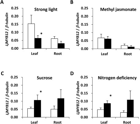 Figure 3. Expression profiles of LjMYB12 in leaves and roots of Gifu B-129 seedlings exposed to (A) strong light, (B) methyl jasmonate, (C) sucrose, or (D) nitrogen deficiency. □ Control plants: seeds were germinated on basal MS medium containing MS vitamins and 0.3% Gelrite for 4 days in the dark at 26°C, and then grown under continuous light (40–60 µmol s−1 m−2) at 26°C. ■ Treated plants: (A) Seedlings were grown at 26°C under continuous light (250–300 µmol s−1 m−2) for 24 h. (B) Seedlings were treated with 500 µM methyl jasmonate and 0.1% Triton X-100 for 24 h. (C) Seedlings were grown on basal MS medium containing 100 mM sucrose for 7 days. (D) Seedlings were grown on basal MS medium without nitrogen for 7 days. All expression levels were determined by normalizing the PCR threshold cycle number of LjMYB12 to that of β-tubulin. Data are means±SD of three experimental replicates. * Significantly different at p<0.05.