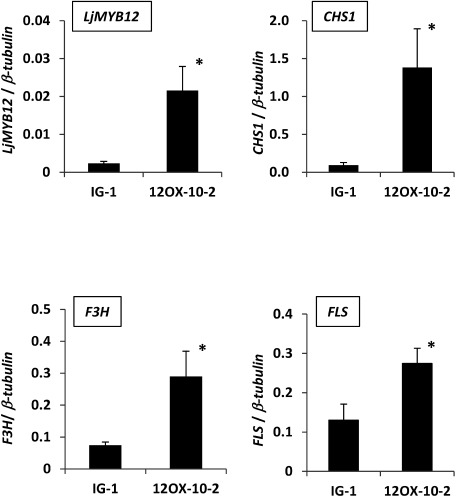 Figure 4. Expression profiles of LjMYB12, CHS1, F3H, and FLS in leaves of IG-1 and 12OX-10-2 T2 plants 7 weeks after sowing. Expression levels were determined by normalizing the PCR threshold cycle number of each gene to that of β-tubulin. Data are means±SD of three biological replicates. * Significantly different at p<0.05.