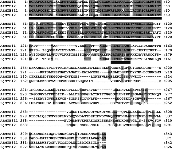 Figure 1. Alignment of amino acid sequences of LjMYB12 (Lj1g3v4863050) with Arabidopsis AtMYB11 (AT3G62610), AtMYB12 (AT2G47460), and AtMYB111 (AT5G49330) in R2R3-MYB subgroup 7 by CLUSTALW. Shaded sequences, conserved residues; bold black underline, R2 and R3 MYB DNA-binding domains; bold gray underline, ‘GRTxRSxMK’ consensus motif of MYB subgroup 7 of Arabidopsis (Kranz et al. 1998).