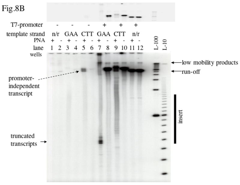 Fig. 8