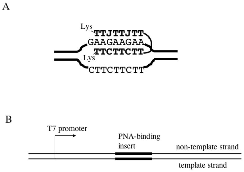 Fig.1