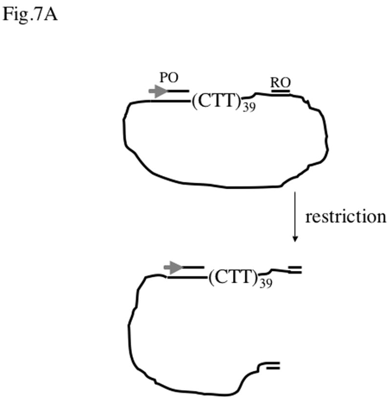 Fig.7