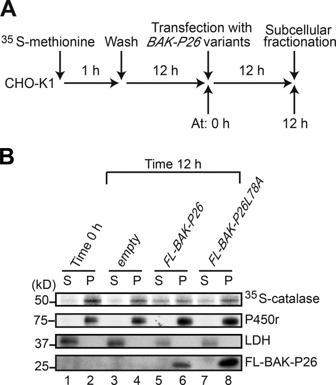 Figure 5.