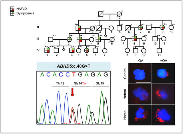 graphic file with name nihms-1593169-f0001.jpg