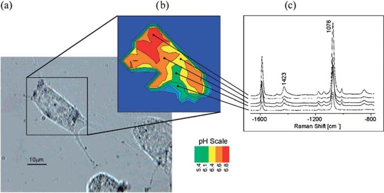 Fig. 10