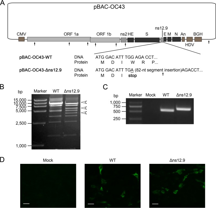 FIG 2