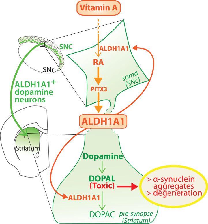 Fig. 3