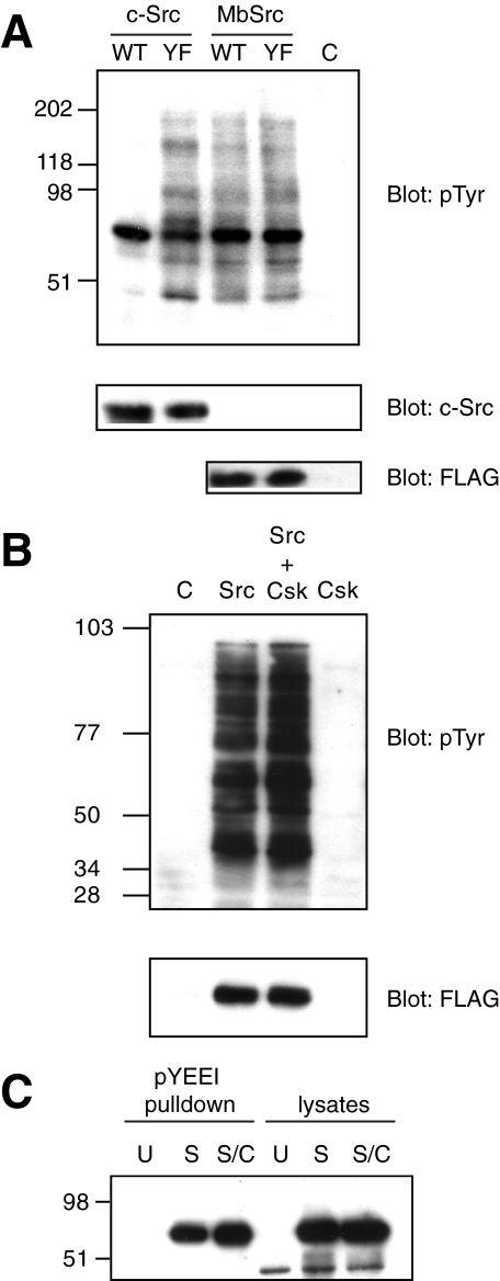 FIGURE 10.