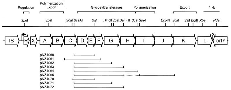 FIG. 1