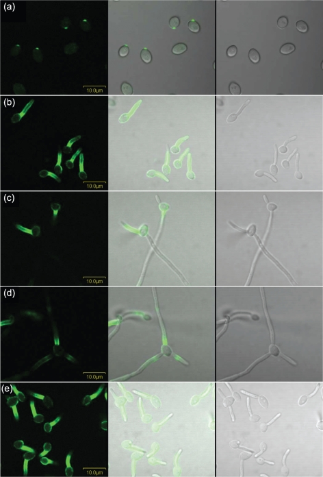 Fig. 6.