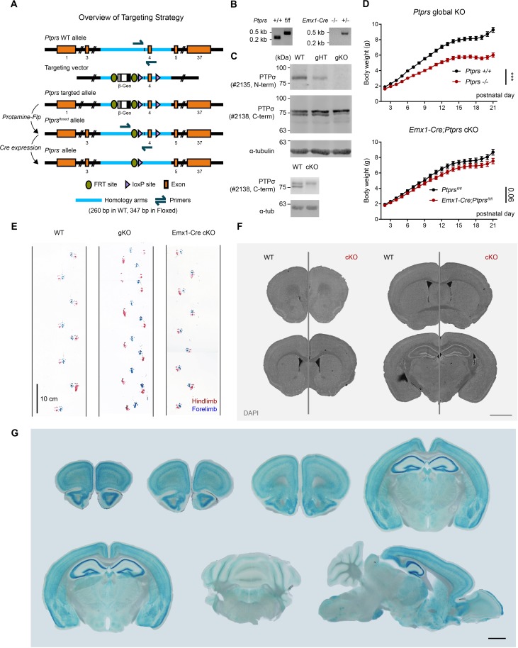 Figure 1—figure supplement 1.