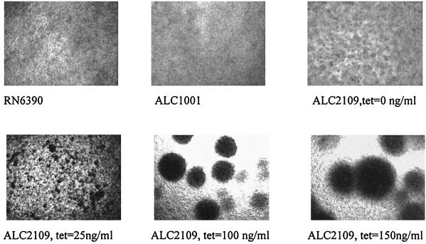 FIG. 6