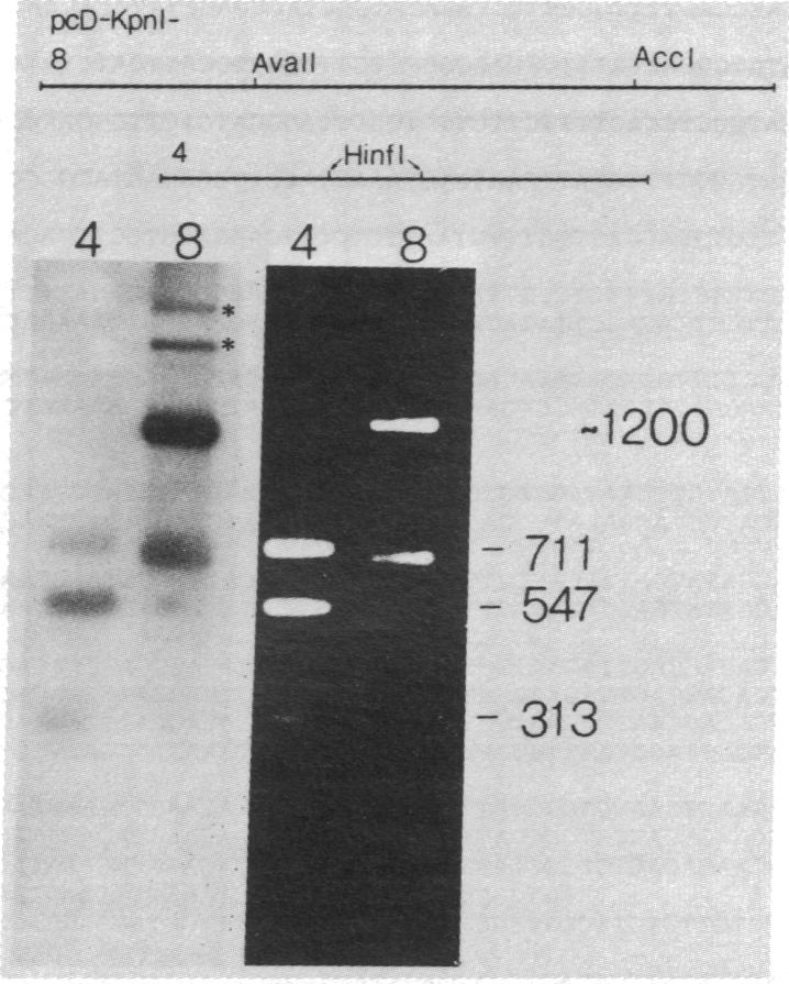 graphic file with name pnas00647-0111-a.jpg