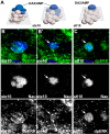 Figure 3—figure supplement 2.
