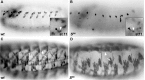 Figure 1—figure supplement 1.