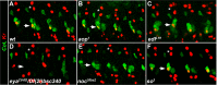 Figure 6—figure supplement 2.