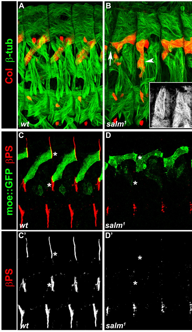 Figure 2—figure supplement 1.