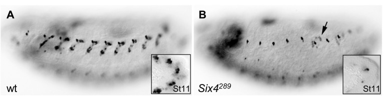 Figure 5—figure supplement 3.