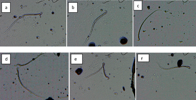 Fig. 5