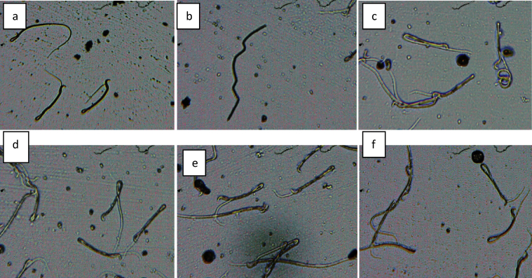 Fig. 7