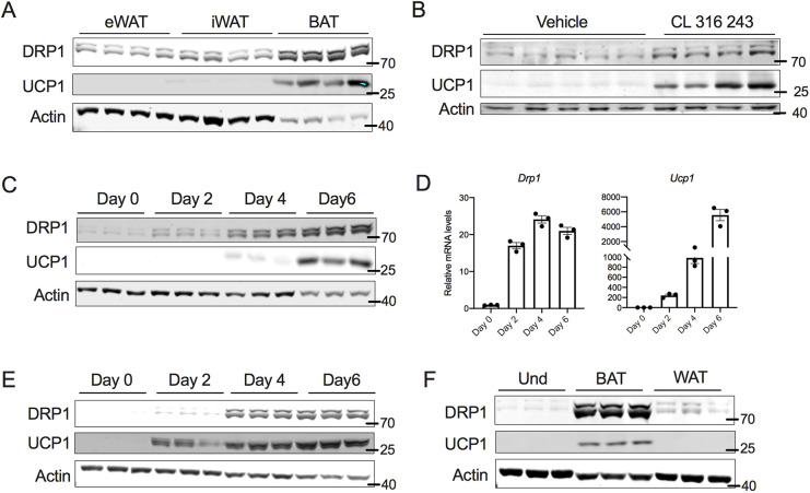 Fig. 1. DRP1 is highly expressed in brown and beige adipocytes. (A) Immunoblots of DRP1 and UCP1 in various fat depots of 6-week-old C57BL6 mice. (B) Immunoblots of DRP1 and UCP1 in the subcutaneous fat of C57BL6 mice injected intraperitoneally with β3-adrenergic agonist CL316,243 at a dose of 1 mg/kg bodyweight for 7 days. (C) Immunoblots of DRP1 and UCP1 in transformed mouse SVF cells during differentiation into beige adipocytes. (D) mRNA levels of Drp1 and Ucp1 in transformed mouse SVF cells during differentiation into beige adipocytes. β-actin was used to normalize the gene expression. Data are presented as mean±s.e.m. (E) Immunoblots of DRP1 and UCP1 in primary mouse SVF cells from subcutaneous fat of C57BL6 mice during differentiation into beige adipocytes. (F) Immunoblots of DRP1 and UCP1 in transformed mouse SVF cells differentiated into beige or white adipocytes. Data for the differentiation assays was collected after 6 days of differentiation. Und, undifferentiated. In A–C,E,F, actin is shown as a loading control.