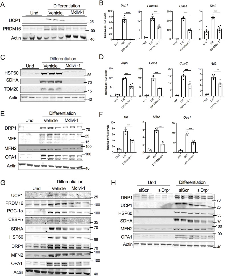 Fig. 2. DRP1 is essential for the thermogenic program of beige and brown adipocytes. (A) Immunoblots and (B) qPCR analysis of thermogenic genes in SVF cells differentiated into beige adipocytes in the presence or absence of 10 µM mdivi-1 added from day 0 of differentiation. (C) Immunoblots and (D) qPCR analysis for mitochondrial genes in SVF cells differentiated into beige adipocytes in the presence or absence of 10 µM mdivi-1 added from day 0 of differentiation. (E) Immunoblots and (F) qPCR analysis of mitochondrial dynamics-related genes in SVF cells differentiated into beige adipocytes in the presence or absence of 10 µM mdivi-1 added from day 0 of differentiation. (G) Immunoblots of mitochondrial dynamics- and adipogenesis-related proteins in the SVF cells of brown adipose tissue differentiated into brown adipocytes in the presence or absence of 10 µM mdivi-1 added from day 0 of differentiation. (H) Immunoblots for DRP1, thermogenic-, mitochondrial content- and mitochondrial dynamics-related proteins in SVF cells transfected with scrambled siRNA (siScr) or siRNA against Drp1 (siDRP1) and then differentiated into beige adipocytes. Data for the differentiation assays was collected after 6 days of differentiation. Bar graphs are presented as mean±s.e.m. (**P<0.01 ***P<0.001, ****P<0.0001). Und, undifferentiated. Actin is shown as loading control for immunoblots, and β-actin was used to normalize gene expression.