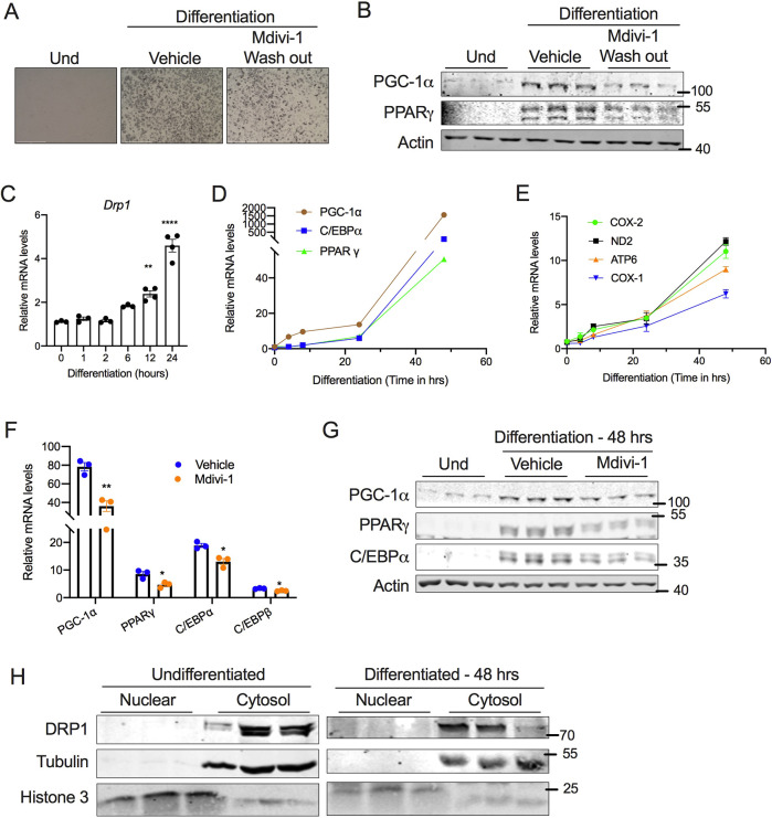 Fig. 4. DRP1 is indispensable for the induction of beige adipocyte differentiation. (A) Representative images for SVF cells differentiated into beige adipocytes in the absence or presence of 10 µM mdivi-1 during the induction period (48 h), followed by wash out and continued differentiation on maintenance medium without mdivi-1 for the next 6 days. Scale bars: 500 µm. (B) Immunoblots for expression of adipogenesis-related proteins in cells treated as described in A. (C–E) qPCR analysis assessing the time-dependent change in expression of (C) Drp1, (D) adipogenesis-related genes and (E) mitochondrial markers during the early phase of beige adipocyte differentiation. (F) qPCR and (G) western blot analysis of genes involved in adipogenesis assessed at 48 h following the induction of SVF cell differentiation in the presence or absence of 10 µM mdivi-1. (H) Immunoblots of DRP1 in nuclear and cytosolic fractions of SVF cells assessed at 48 h following induction of differentiation. In C–F, β-actin was used to normalize gene expression. In B and G, actin is shown as a loading control. In H, tubulin and histone 3 are shown as cytosolic and nuclear loading controls, respectively. Quantitative data are presented as mean±s.e.m. (*P<0.05, **P<0.01, ****P<0.0001). Und, undifferentiated.