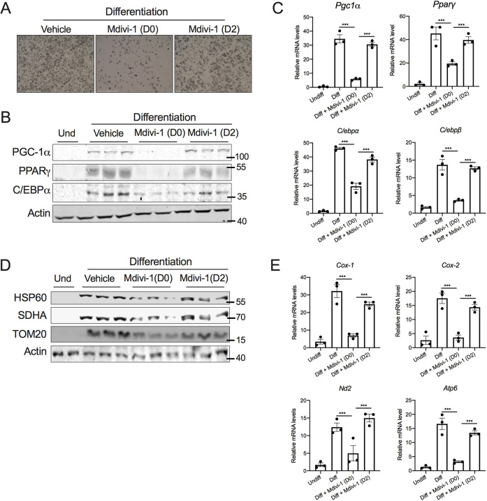 Fig. 5. DRP1 is dispensable during the late phase of beige adipocyte differentiation. SVF cells were differentiated into beige adipocytes in the presence or absence of 10 µM mdivi-1 added either from day 0 (D0) or day 2 (D2) of differentiation and continued until 6 days of differentiation. (A) Representative images of the differentiated beige adipocytes. Scale bars: 500 µm. (B) Immunoblots and (C) qPCR analysis of adipogenesis-related genes. (D) Immunoblots and (E) qPCR analysis of mitochondria-related genes in the differentiated beige adipocytes. Data for the differentiation assays was collected after 6 days of differentiation. β-actin was used to normalize gene expression and actin immunoblots are shown as a loading control. Bar graphs are presented as mean±s.e.m. (***P<0.001). Und, undifferentiated.