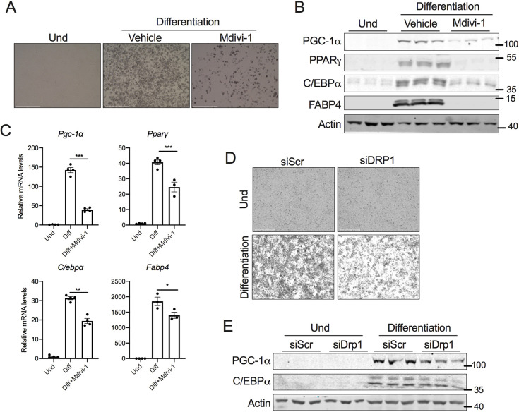 Fig. 3. DRP1 inhibition attenuates the beige adipogenic program. (A) Representative images of SVF cells differentiated to beige adipocytes in the presence or absence of 10 µM mdivi-1 added from day 0 of differentiation. Scale bars: 500 µm. (B) Immunoblots and (C) qPCR analysis of key transcription factors involved in adipogenesis using differentiated beige adipocytes in the presence or absence of 10 µM mdivi-1 added from day 0 of differentiation. β-actin was used to normalize the gene expression, and actin is shown as a loading control for the immunoblots. (D) Representative images of SVF cells transfected with scrambled siRNA (siScr) or siRNA against Drp1 (siDRP1) and differentiated into beige adipocytes. Scale bars: 275 µm. (E) Immunoblots for proteins involved in adipogenesis in SVF cells with or without knockdown of Drp1 that are differentiated to beige adipocytes. Actin is shown as a loading control. Data for the differentiation assays was collected after 6 days of differentiation. Bar graphs are presented as mean±s.e.m. (*P<0.05, **P<0.01, ***P<0.001). Und, undifferentiated.