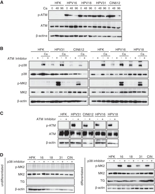 FIG 2