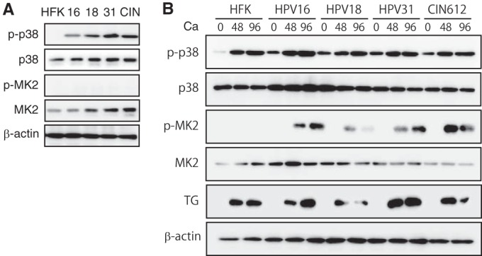 FIG 1