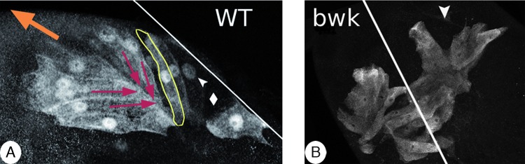 FIG. 8.