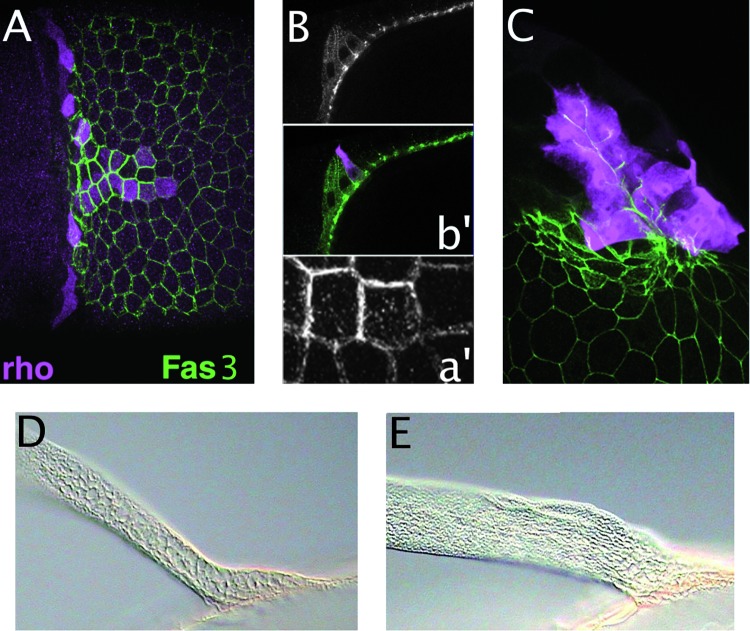 FIG. 7.