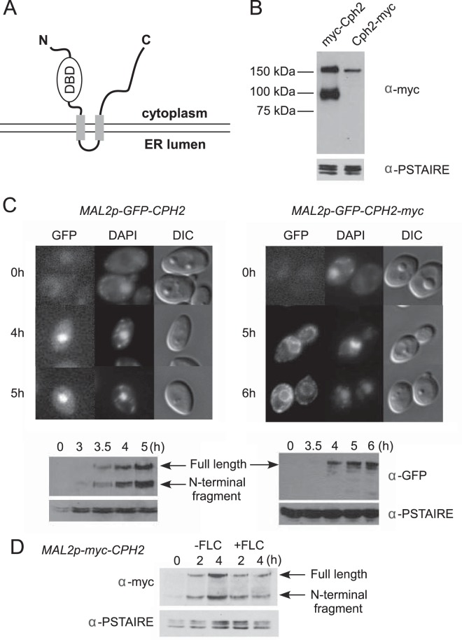 FIG 1