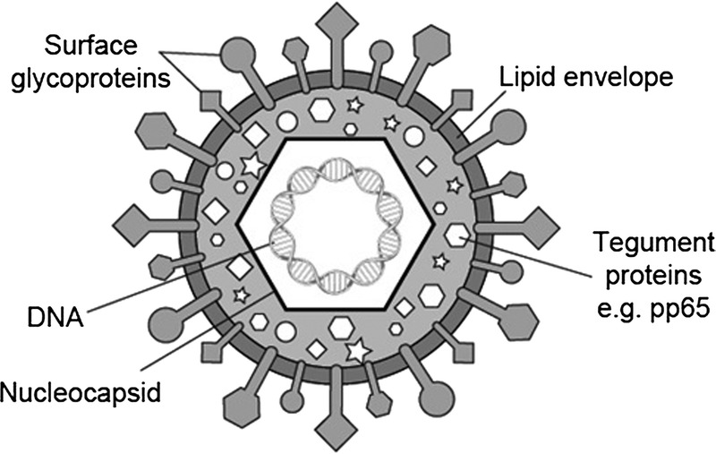 FIGURE 1