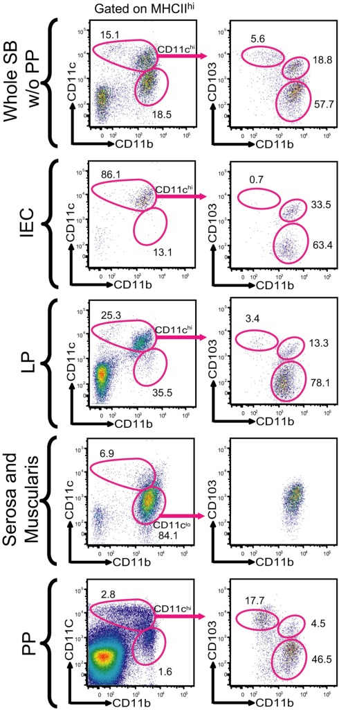 The Role of CD103+ Dendritic Cells in the Intestinal Mucosal Immune ...