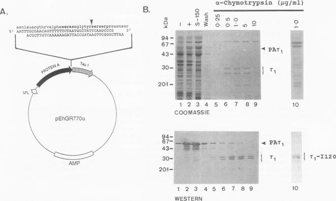 graphic file with name molcellb00013-0426-a.jpg