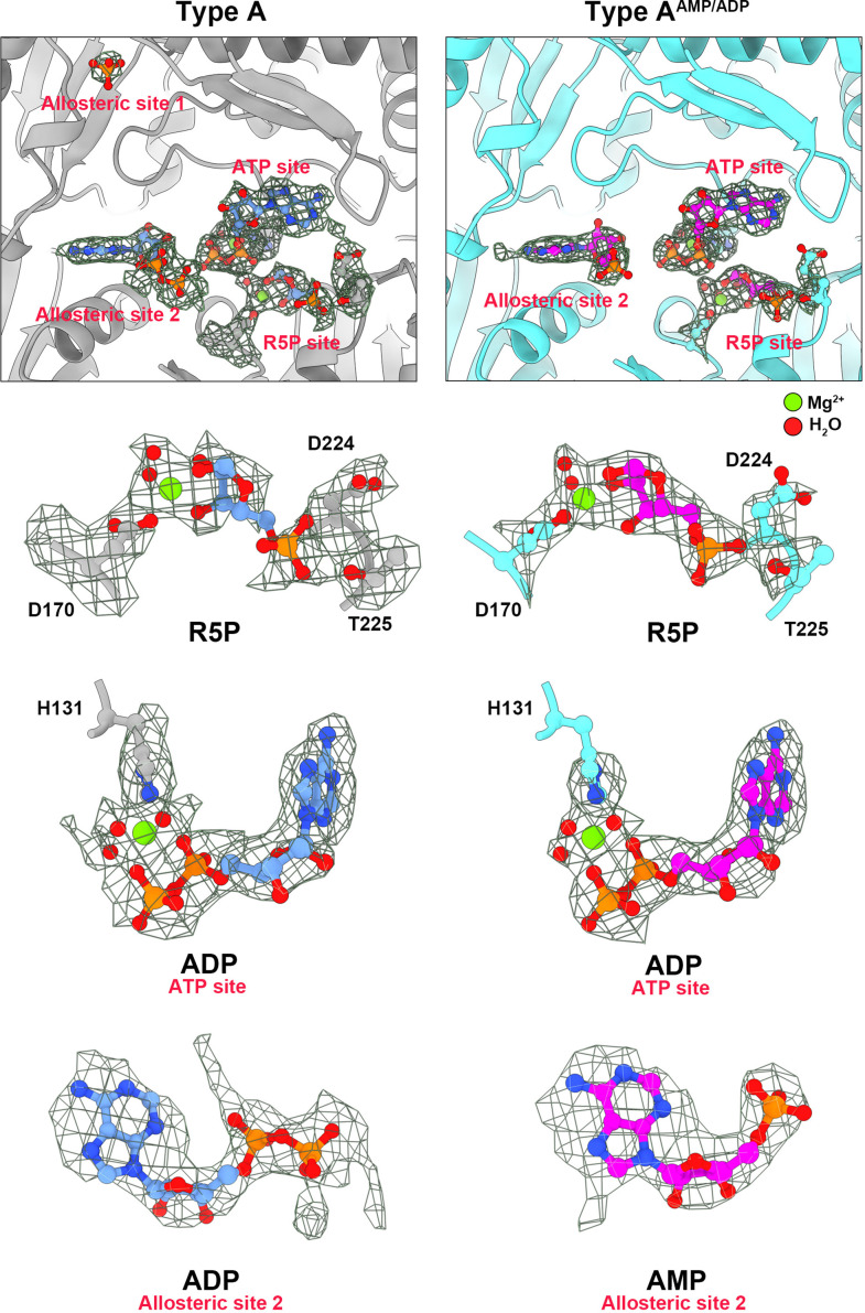 Figure 1—figure supplement 4.