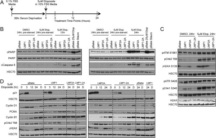 FIG 6