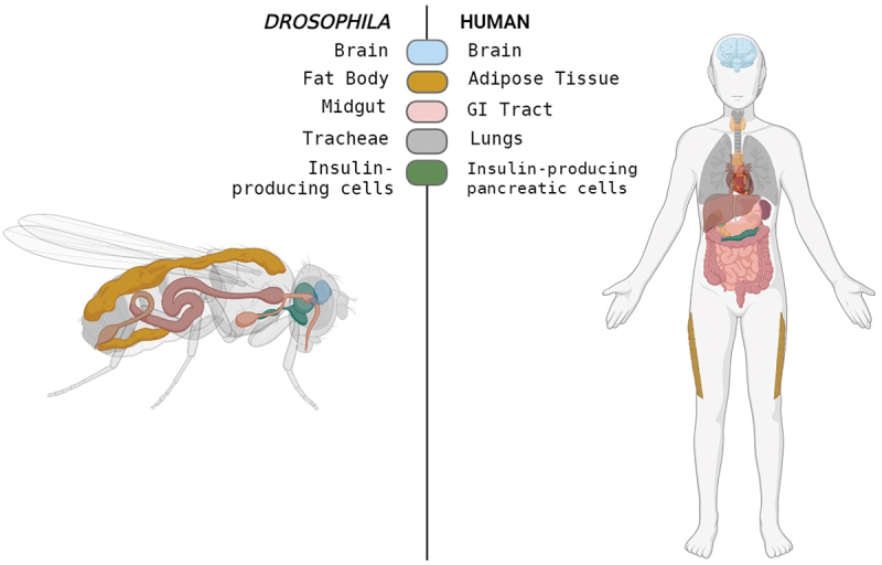 Figure 3.