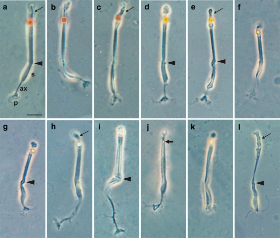 Fig. 1