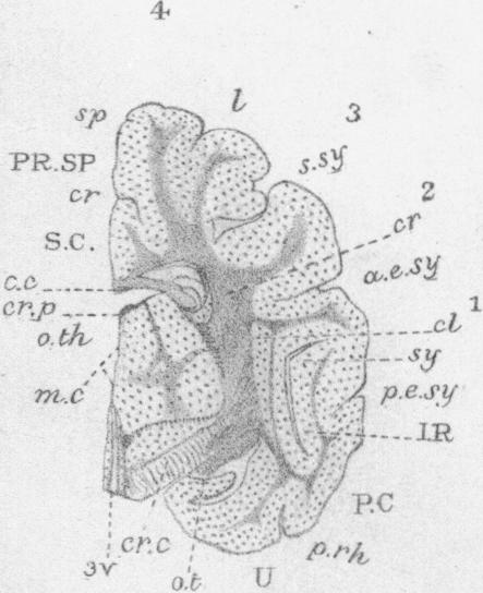 Fig. VII