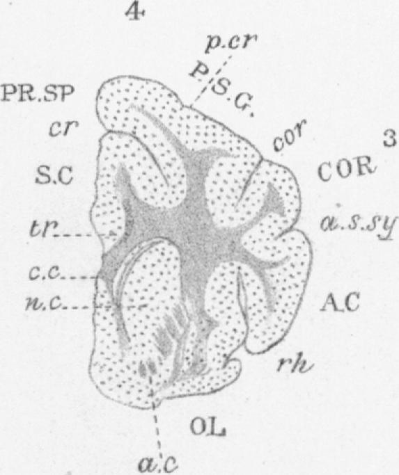 Fig. IV