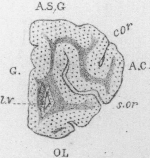 Fig. 22